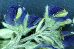 Lupinus duranii