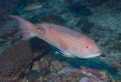 Tarry Hogfish photo 3