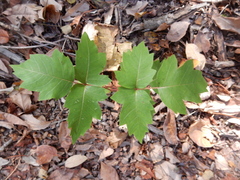 Toxicodendron radicans verrucosum