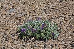Lupinus duranii