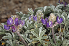 Lupinus duranii