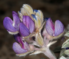 Lupinus duranii