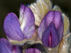 Lupinus duranii