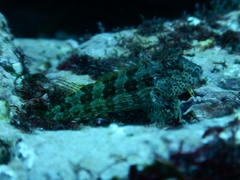 Malacoctenus tetranemus