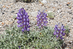Lupinus duranii