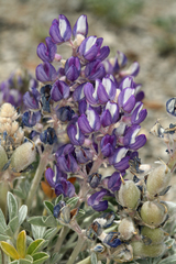 Lupinus duranii