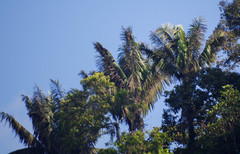 Cocoseae