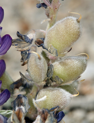 Lupinus duranii