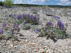 Lupinus duranii