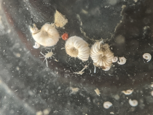 Protolaeospira eximia