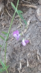 Vicia andicola