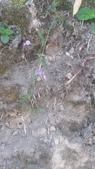 Vicia andicola
