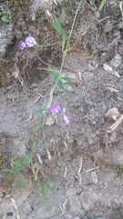 Vicia andicola