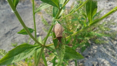 Homoeocerus dilatatus
