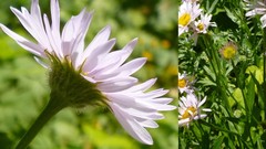 Erigeron aliceae