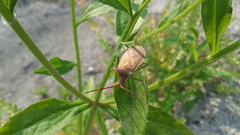 Homoeocerus dilatatus