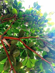 Terminalia catappa
