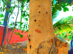 Terminalia catappa