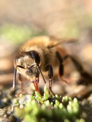 Apis mellifera