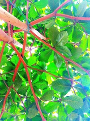 Terminalia catappa