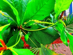 Terminalia catappa