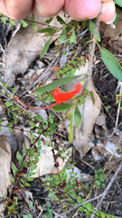 Adenanthos barbiger