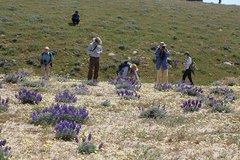 Lupinus excubitus austromontanus