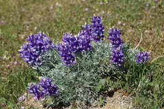 Lupinus excubitus austromontanus