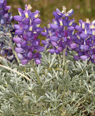 Lupinus excubitus austromontanus