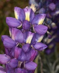 Lupinus excubitus austromontanus