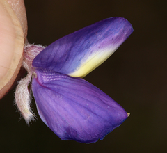 Lupinus excubitus austromontanus