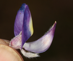 Lupinus excubitus austromontanus