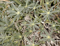Lupinus excubitus austromontanus