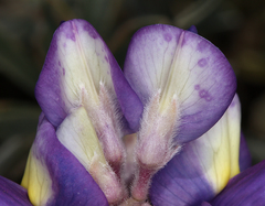 Lupinus excubitus austromontanus