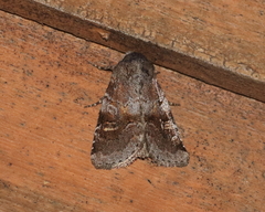 Oligia minuscula