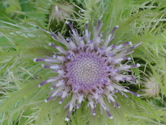 Cirsium obvallatum