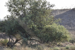 Salix acmophylla