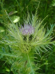 Cirsium obvallatum