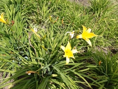 Hemerocallis lilioasphodelus