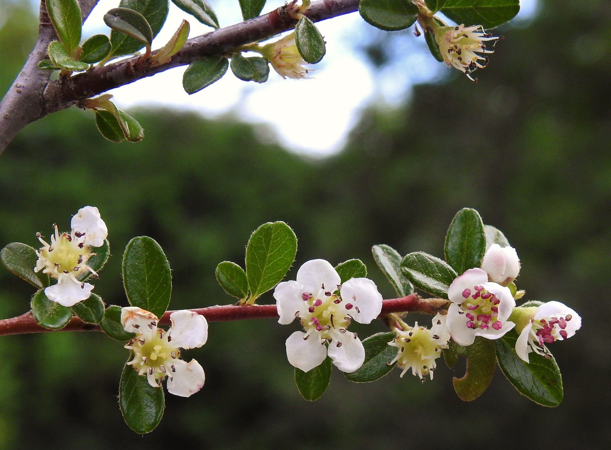Cotoneaster X suecicus
