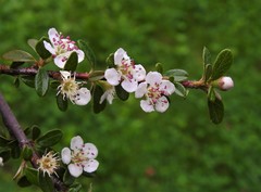 Cotoneaster × suecicus