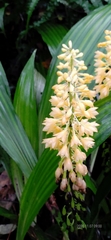 Calanthe formosana