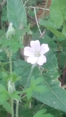 Geranium diffusum