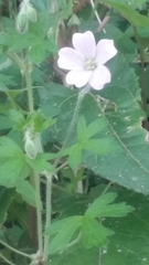 Geranium diffusum