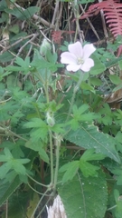 Geranium diffusum