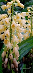 Calanthe formosana