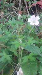 Geranium diffusum