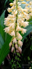 Calanthe formosana