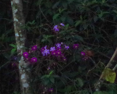 Andesanthus lepidotus