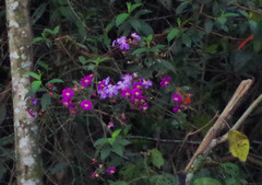 Andesanthus lepidotus